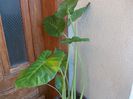DSCN0267