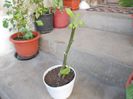 DSCN0271