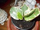DSCN0297