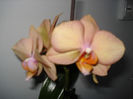 DSC06385