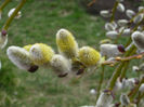 salix 2