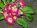 DSCN6548