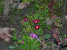DSCN6607