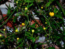 DSCN6613