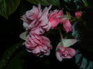 DSCN6619