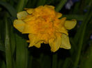 DSCN6631