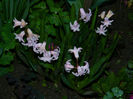 DSCN6653