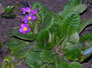 DSCN6657