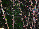 DSCN6662