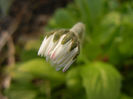 Bellis perennis (2013, April 10)