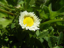 Bellis perennis (2013, April 11)