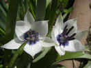 Tulip Alba Coerulea Oculata (2013, Apr.11)