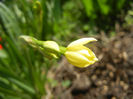Narcissus Minnow (2013, April 11)