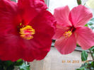 11 aprilie 2013-flori 001