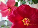 11 aprilie 2013-flori 003