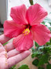 11 aprilie 2013-flori 009