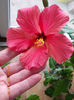 11 aprilie 2013-flori 011