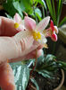 11 aprilie 2013-flori 015
