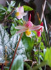 11 aprilie 2013-flori 026
