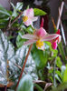 11 aprilie 2013-flori 025