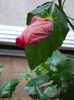 11 aprilie 2013-flori 029