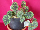 begonia ?