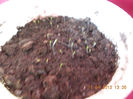 11 aprilie 2013-flori 063