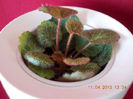 saxifraga sarmentosa