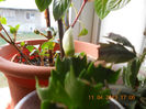 DSCN2927
