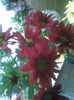 Crizantema primita
