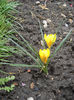 Crocus galben