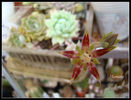 Graptopetalum macdougallii1