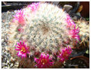 Mammillaria sp.