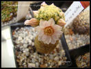 Mammillaria schiedeana ssp.giselae