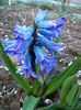 doua tije florale