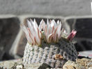 Mammillaria pectinifera