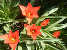 Tulipa Toronto (2013, April 11)