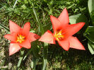 Tulipa Toronto (2013, April 11)