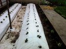 Albion dupa plantare
