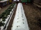 Albion dupa plantare