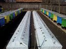 Albion dupa plantare