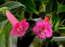 Kohleria Emily Roberts si Laura