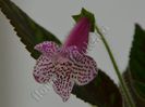 Kohleria Jessica (ni)