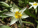Tulipa Turkestanica (2013, April 11)