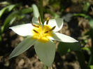 Tulipa Turkestanica (2013, April 11)