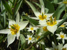 Tulipa Turkestanica (2013, April 11)
