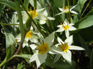 Tulipa Turkestanica (2013, April 11)