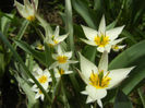 Tulipa Turkestanica (2013, April 12)