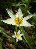 Tulipa Turkestanica (2013, April 12)