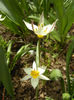 Tulipa Turkestanica (2013, April 12)